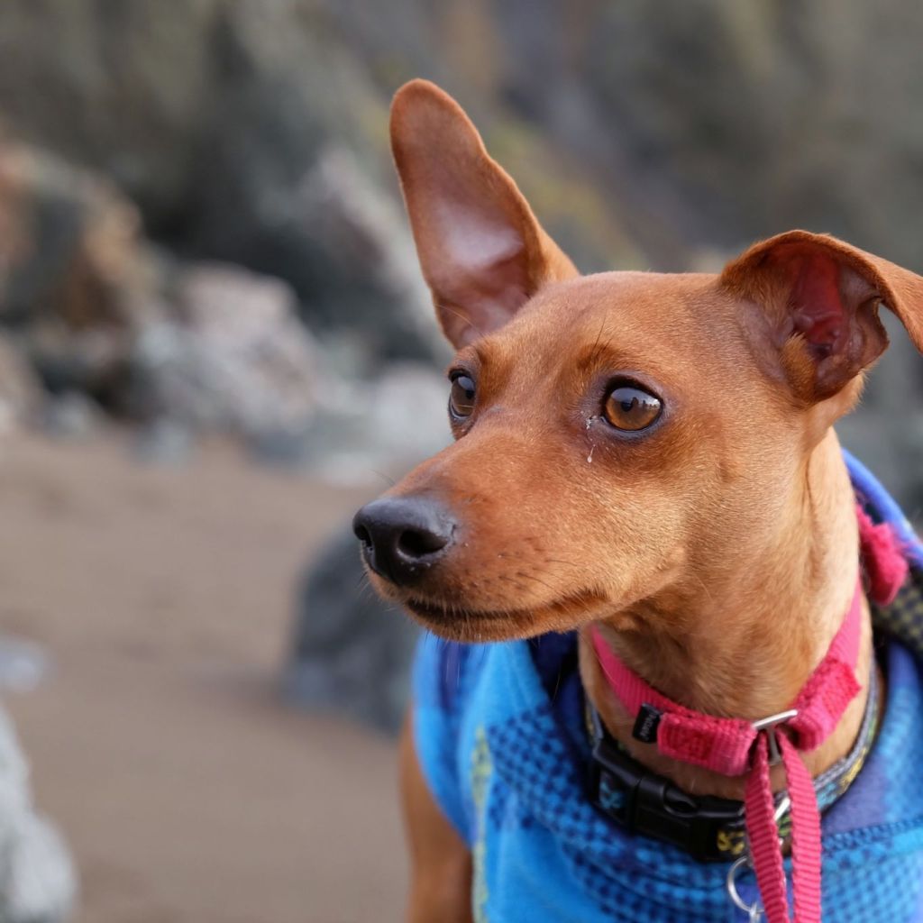 26+ Download Dog Clothes Mockup Free&nbsp;Psd